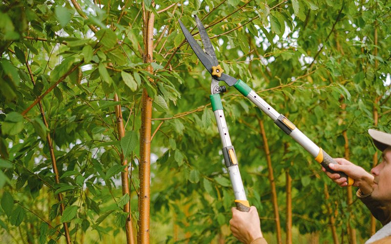 Tree trimming in Wanchese, NC
