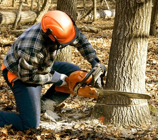 Tree Removal in Wanchese, NC